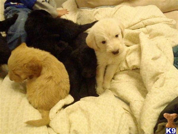 Puppies in IA